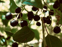         Ingredientes antioxidantes de origen vegetal en composición limpia, representando la raíz formulativa de Fittonia Natural Aesthetic.