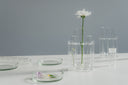 Flor en laboratorio botánico que representa el encuentro entre naturaleza y ciencia en la formulación de Fittonia.