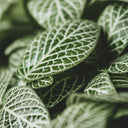 materia-viva-fittonia-natural-aesthetic.jpg